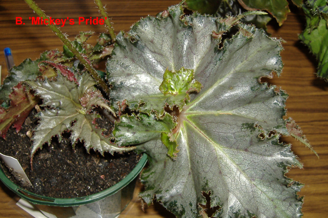 B. ‘Mickey's Pride’